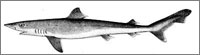 shark-01-2.jpg